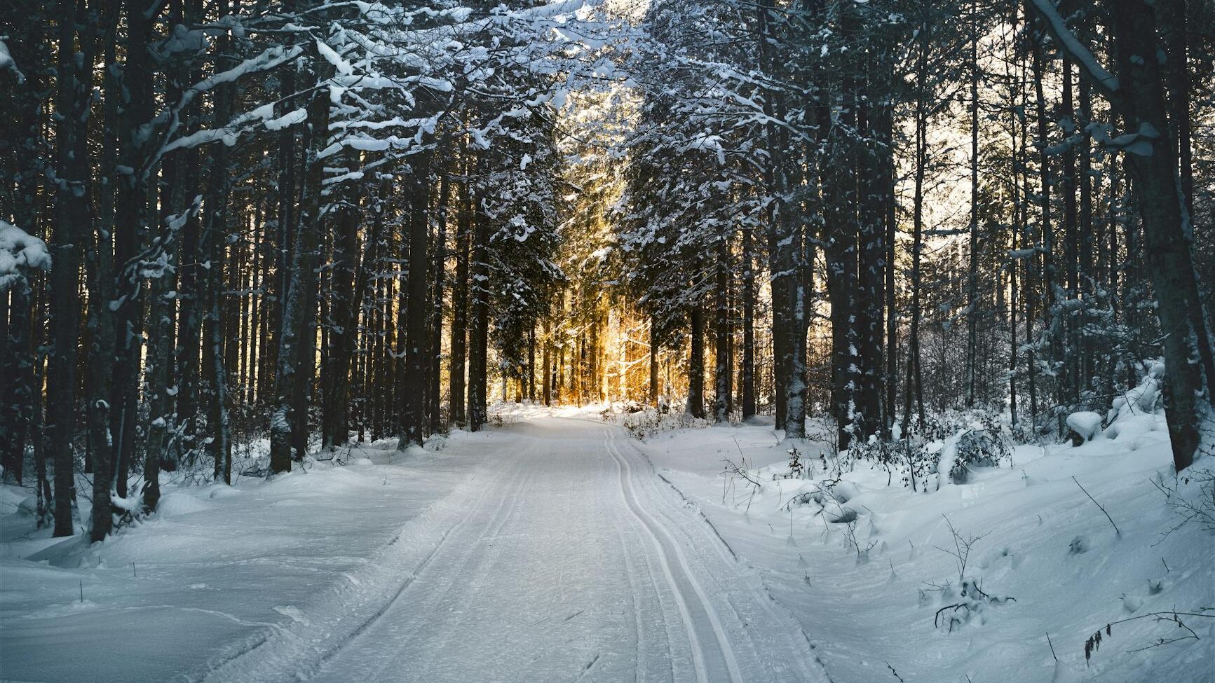 landscape photography of snow pathway between trees during winter